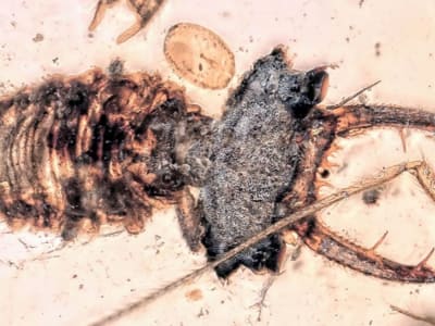 Mata Canggih Larva Lacewing Zaman Dinosaurus Ungkap Evolusi Penglihatan