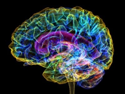 Bagaimana Otak Tikus Mengatur Ketekunan, Eksplorasi, dan Pengabaian Tugas