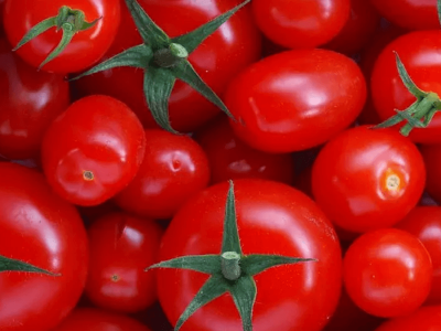 Inovasi Genetik Ubah Ukuran dan Rasa Buah Tomat serta Terong