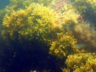 Klon Raksasa Rumput Laut di Laut Baltik dan Risiko Perubahan Iklim