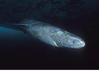 Rahasia Genetik Hiu Greenland: Hidup Lama dan Kebal Kanker Terungkap