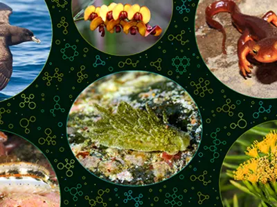 Molekul Kunci dari Siput Laut yang Mengubah Struktur Ekosistem Lumpur San Francisco