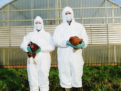 AS Pertimbangkan Vaksin Ayam untuk Cepat Atasi Wabah Flu Burung dan Turunkan Harga Telur