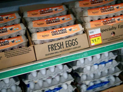 Penyelidikan DOJ Amerika Serikat Terkait Lonjakan Harga Telur dan Dugaan Kolusi