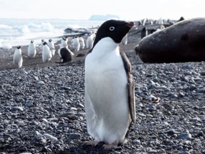 Sejarah Adélie Penguin Mengambil Alih Habitat Saat Es Laut Antarktika Meluas