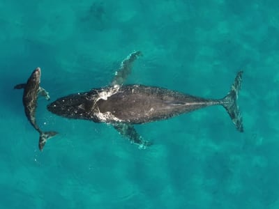 Paus sebagai Pengangkut Nutrisi Laut Besar yang Menyelamatkan Ekosistem