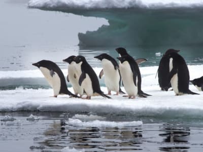Jejak Ribuan Tahun Penguin Adélie Ungkap Dampak Perubahan Iklim Antartika