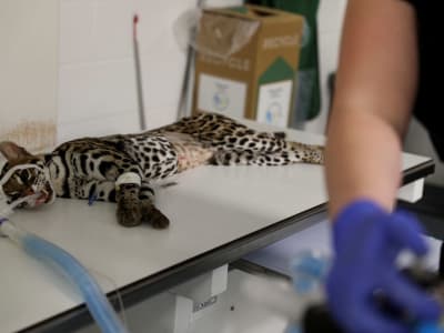 Upaya Menyelamatkan Ocelot Langka di Texas Lewat Teknologi Reproduksi Modern