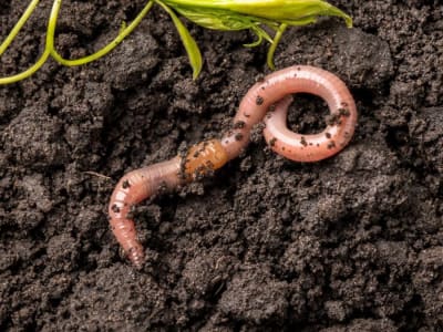 Robot Cacing Tanah Bisa Ubah Cara Pasang Kabel Listrik Bawah Tanah Lebih Murah