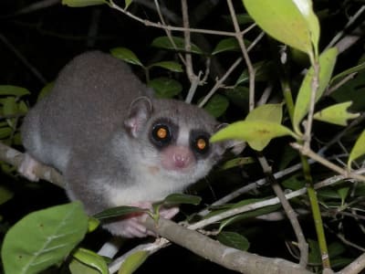 Lemur Hibernasi Bisa Memperpanjang Telomer dan Melawan Penuaan Sel