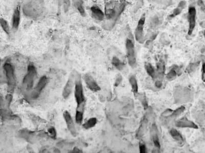 Jejak Dinosaurus 200 Juta Tahun di Queensland Ungkap Kehidupan Purba Australia