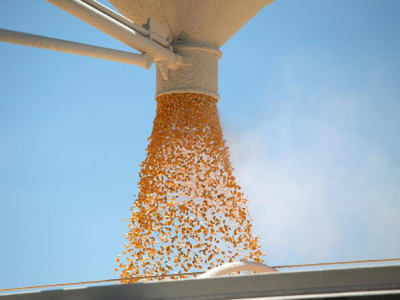 Dampak Perang Dagang Trump: Petani AS Merasakan Kerugian Besar