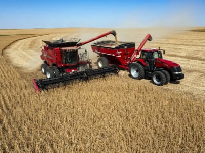 Jagung Protein Tinggi Bisa Gantikan Kedelai dan Kurangi Impor China