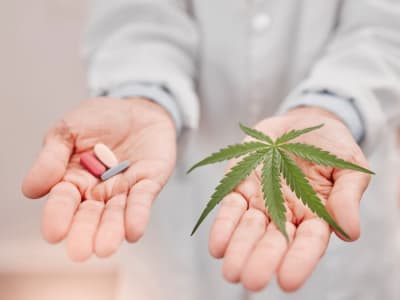 Terpene Ganja Jadi Harapan Baru Atasi Nyeri Kronis Tanpa Efek ‘High’