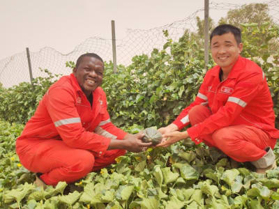 China Dukung Proyek Great Green Wall Afrika Lawan Perluasan Gurun Sahara