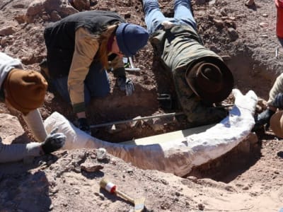 Penemuan Langka: Taring Mammoth Berusia Ribuan Tahun di Peternakan Texas