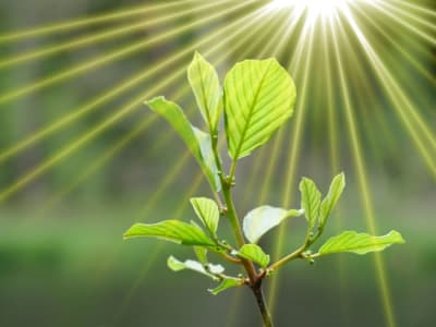 Peneliti Menciptakan Fotosintesis Buatan untuk Energi Masa Depan Bersih