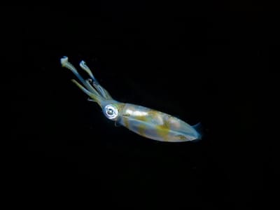 Pigmen Cumi-cumi: Mesin Solar Alami yang Mengubah Cahaya Jadi Listrik