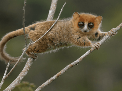 Mamalia Terkecil di Dunia dan Peran Pentingnya dalam Ekosistem Global