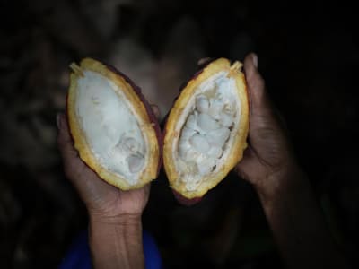 Petani Kakao Indonesia Hadapi Perubahan Iklim dengan Inovasi dan Kolaborasi