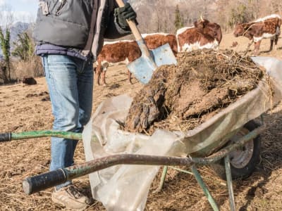 Mengubah Kotoran Sapi Jadi Bahan Bakar Hidrogen Ramah Lingkungan di Hokkaido