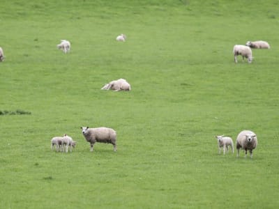 Belajar Investasi Nabi Muhammad: Jujur, Amanah, dan Berbagi Keuntungan