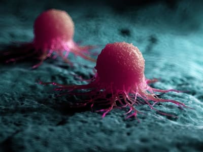 Terobosan Baru: Mengubah Sel Kanker Menjadi Jaringan Babi untuk Lawan Kanker