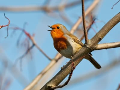 Google Luncurkan Chirp 3, Suara AI HD untuk Platform Vertex AI