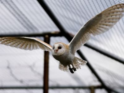 Burung Hantu untuk Perdamaian: Kolaborasi Ilmiah Lintas Batas di Tengah Konflik