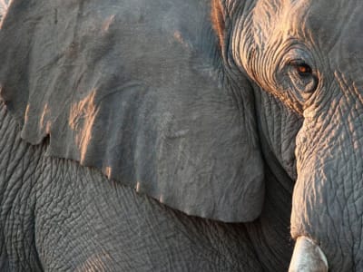 Memanfaatkan Kotoran Hewan untuk Melindungi Spesies Terancam Punah