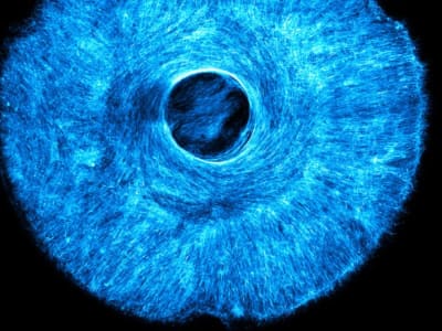 MIT Kembangkan Otot Buatan Multi-Arah untuk Robot Biohibrida Fleksibel
