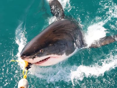 Strategi Konservasi Lebih dari Sekedar Pelarangan Penahanan Demi Selamatkan Hiu