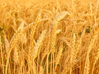 Impor Beras Turun Drastis, Produksi Dalam Negeri Indonesia Surplus