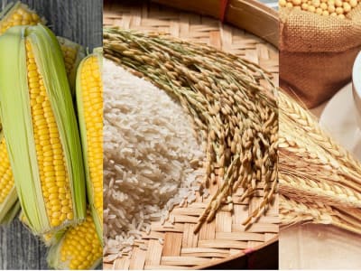 Penurunan Impor Serealia 2025, Tapi Pasokan Gandum Dalam Negeri Tetap Aman