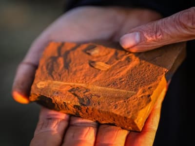 Penemuan Fosil Ikan Air Tawar 15 Juta Tahun di Australia Ungkap Ekosistem Kuno