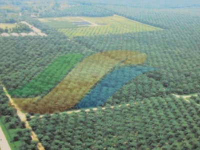 PTPN III Benahi Tata Ruang Puncak untuk Kurangi Banjir dan Dukung Program Gizi