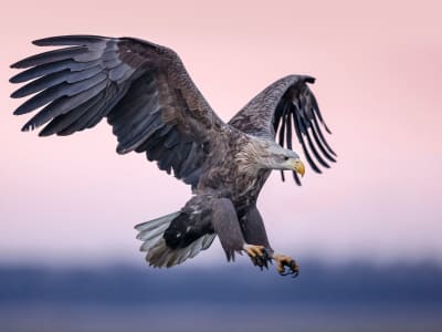 Inovasi Flap Terinspirasi Bulu Burung Perbaiki Stabilitas Pesawat Saat Stalling