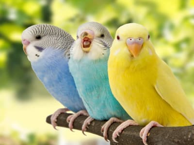 Burung Budgerigar Punya Otak Mirip Manusia, Bisa Bicara Banyak Kata