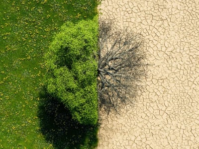 Menyelami Reaksi Kuno Sel untuk Solusi Penangkapan Karbon Masa Depan