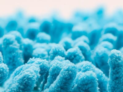 Peran Mikroba Usus dalam Mengurangi Kecemasan dan Menjaga Kesehatan Otak