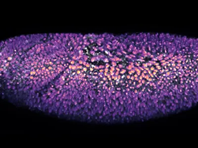 Bagaimana Metabolisme Sel Mengatur Nasib dan Perkembangan Embrio Kita