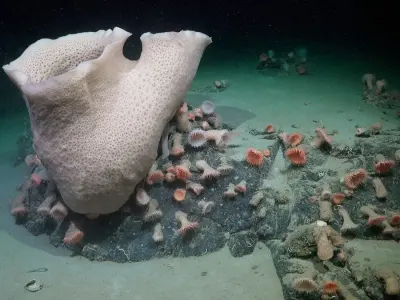 Penemuan Ekosistem Laut Dalam Setelah Gunung Es Raksasa Lepas di Antartika