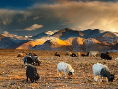 China Siapkan Tibet Jadi Kunci Ketahanan Pangan Hadapi Krisis Iklim Global