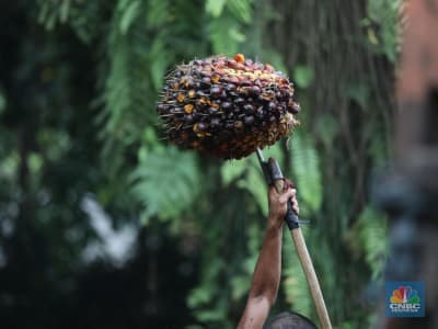 Produktivitas Kebun Sawit Petani Bisa Melonjak Dua Kali Lipat dengan Koperasi