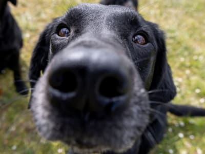 Anjing Deteksi Bakteri: Solusi Baru untuk Penderita Fibrosis Kistik