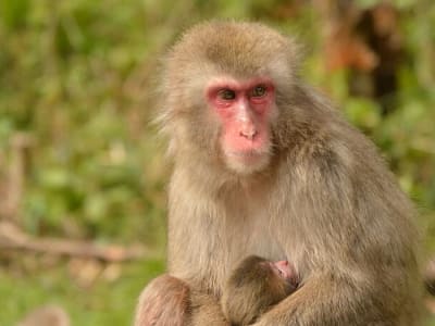 Mengapa Monyet Jepang Tidak Alami Kematian Saat Melahirkan seperti Manusia?