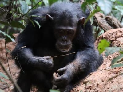 Simpanse Memilih Bahan Alat Cerdas untuk Menangkap Rayap di Tanzania