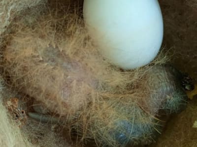 Mimikri Ulut Berbulu: Strategi Perlindungan Anak Burung Kolibri Langka