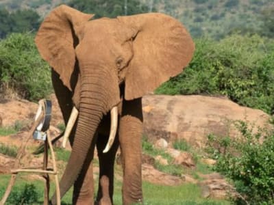 Rahasia Gajah Afrika Hemat Energi dalam Mencari Makan di Alam Liar