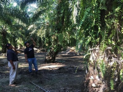 Kejaksaan Agung Serahkan Lahan Hutan 400 Ribu Hektar ke PT Agrinas Palma Nusantara